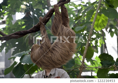 Kobe Animal Kingdom ~ Lidarubi Slothknob - 122216453