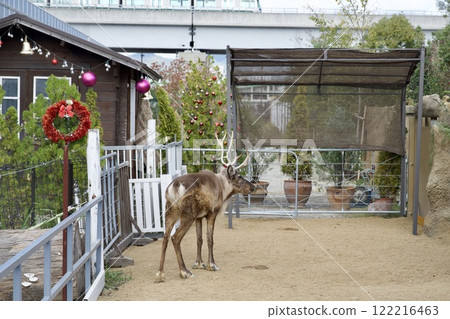 神戶動物馴鹿 神戶動物馴鹿 122216463