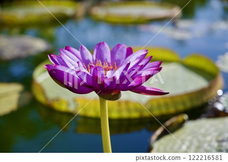 Water Lilies of Kobe Animal Kingdom Water Lilies of Kobe Animal Kingdom 122216581