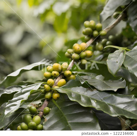 A lush coffee plant branch laden with ripe, yellow-green coffee cherries, surrounded by vibrant green leaves in a tropical plantation 122216600