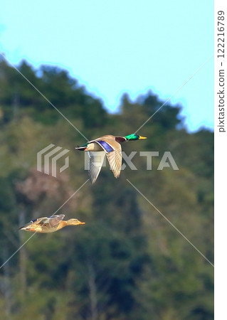 A pair of mallards flying 122216789