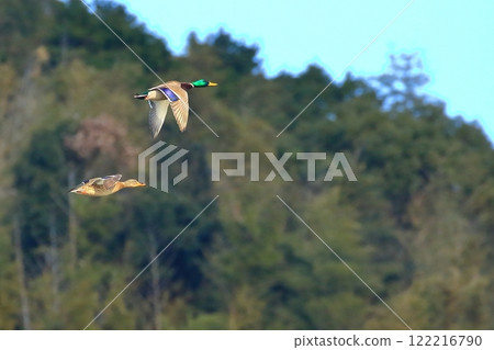 A pair of mallards flying 122216790