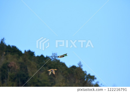 A pair of mallards flying 122216791