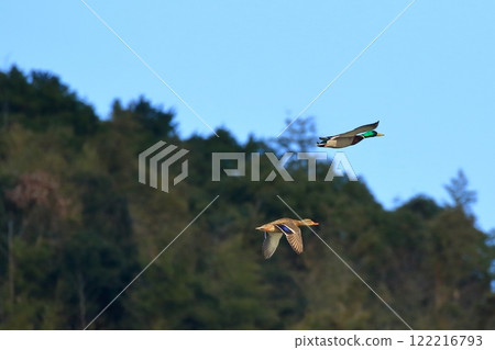 A pair of mallards flying 122216793