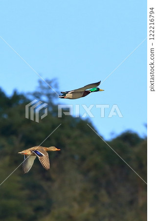 A pair of mallards flying 122216794