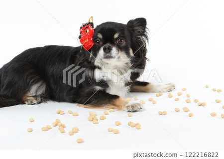 A black Chihuahua wearing a Setsubun mask and bean-throwing A black Chihuahua wearing a Setsubun mask and bean-throwing 122216822
