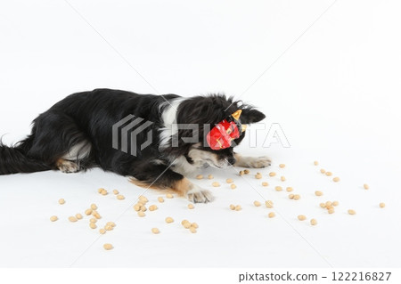 A black Chihuahua wearing a Setsubun mask and bean-throwing A black Chihuahua wearing a Setsubun mask and bean-throwing 122216827