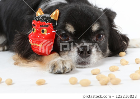 A black Chihuahua wearing a Setsubun mask and bean-throwing 122216828