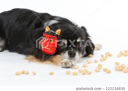 A black Chihuahua wearing a Setsubun mask and bean-throwing 122216830