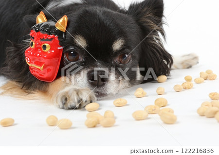 A black Chihuahua wearing a Setsubun mask and bean-throwing 122216836