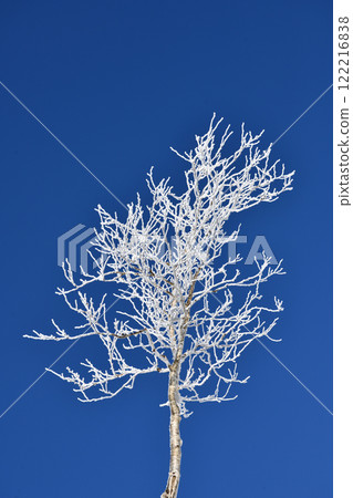 一棵樹 一棵樹 122216838