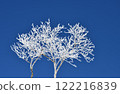 A tree 122216839