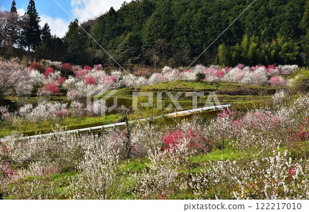 Japanese countryside: Mount Noro, Ochi Town, Kochi Prefecture. Beautiful peach blossoms blooming in a depopulated area, dyeing the mountainside. 122217010