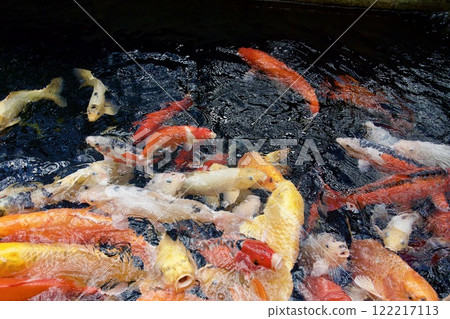 港山水族館的鯉魚(兵庫縣神戶市) 港山水族館的鯉魚(兵庫縣神戶市) 122217113
