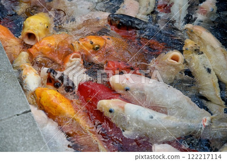 港山水族館的鯉魚（兵庫縣神戶市） 122217114