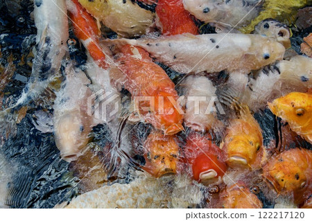港山水族館的鯉魚（兵庫縣神戶市） 122217120