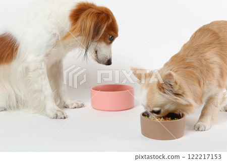 吉娃娃和 Koikerhondie 並排一起吃飯 122217153
