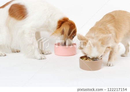 吉娃娃和 Koikerhondie 並排一起吃飯 122217154