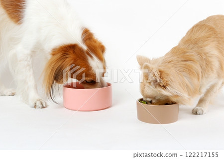 吉娃娃和 Koikerhondie 並排一起吃飯 吉娃娃和 Koikerhondie 並排一起吃飯 122217155