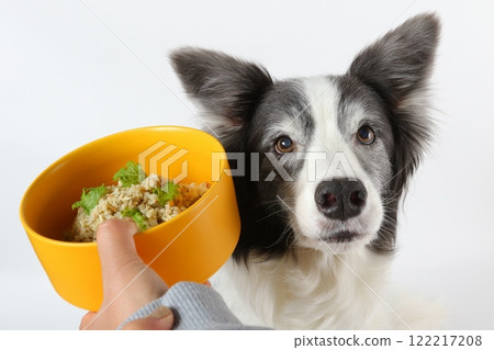 A border collie with a serious expression in front of healthy homemade food A border collie with a serious expression in front of healthy homemade food 122217208