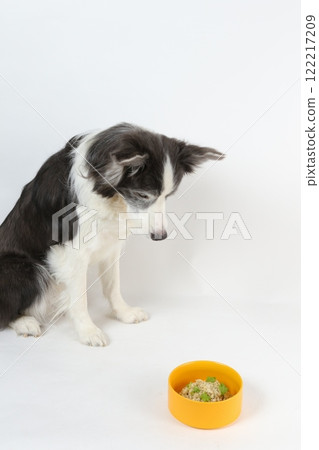 Border collie eating homemade food from a yellow bowl Border collie eating homemade food from a yellow bowl 122217209