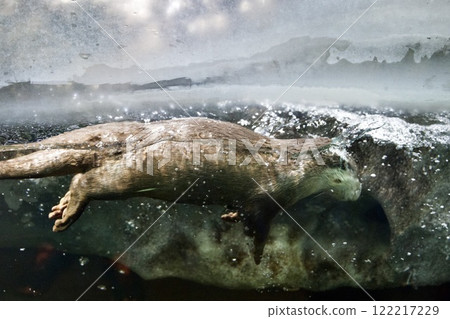 Asian small-clawed otter at Minatoyama Aquarium (Kobe, Hyogo Prefecture) 122217229