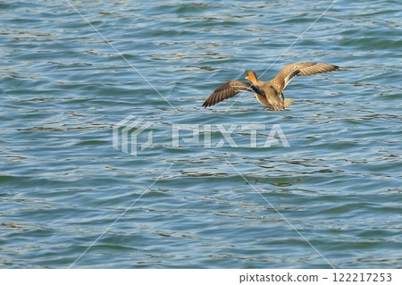 Duck to fly 122217253