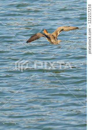 Duck to fly Duck to fly 122217258