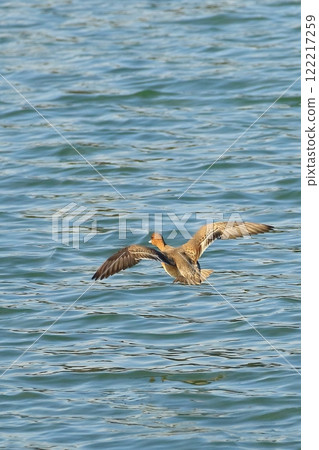 Duck to fly Duck to fly 122217259