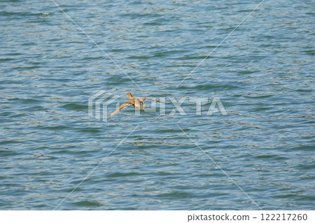 Duck to fly Duck to fly 122217260