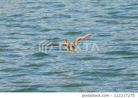 Duck to fly 122217270