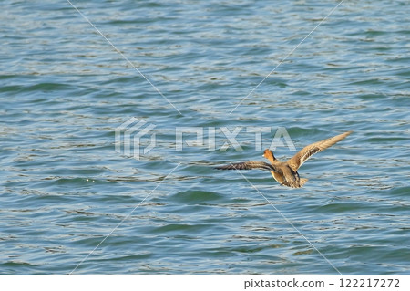 Duck to fly 122217272