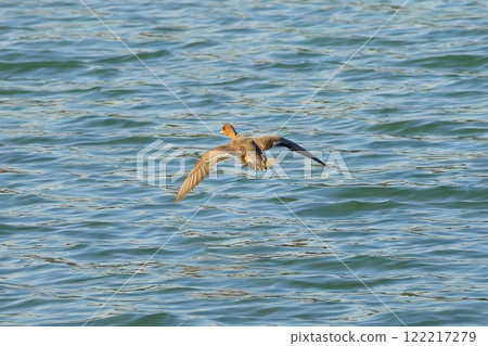 Duck to fly 122217279