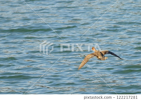 Duck to fly 122217281