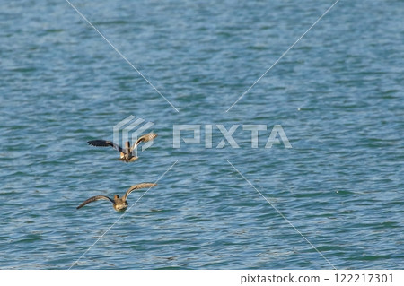 鴨子飛 鴨子飛 122217301