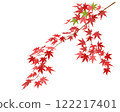 Autumnal maple leaves 122217401