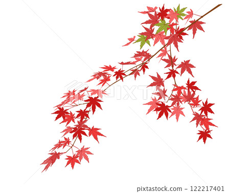 Autumnal maple leaves 122217401
