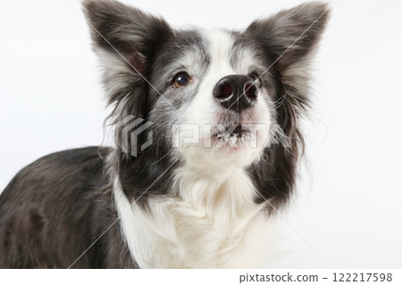 Border collie looking satisfied after eating 122217598