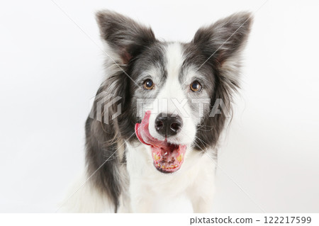邊境牧羊犬吃完東西後伸出舌頭,看起來很高興 邊境牧羊犬吃完東西後伸出舌頭,看起來很高興 122217599