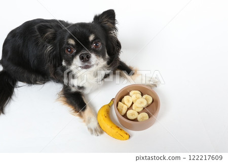Cute Chihuahua with a banana Cute Chihuahua with a banana 122217609
