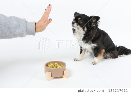 A smart Chihuahua holds back before eating homemade food A smart Chihuahua holds back before eating homemade food 122217611