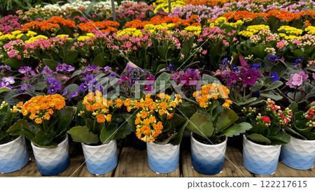 colorful potted flowers, including orange, purple, and pink blossoms, arranged in neat rows 122217615