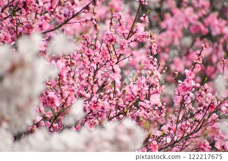 Beautiful pink plum blossoms in full bloom in spring 122217675