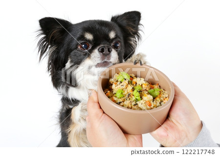 A black Chihuahua waiting for homemade food 122217748