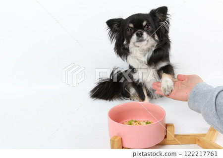 Black Chihuahua paws before eating 122217761