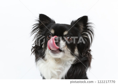Chihuahua showing a satisfied expression with his tongue out 122217770