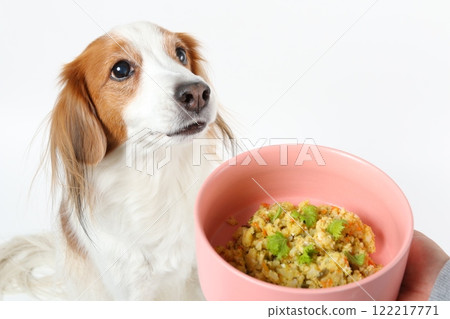 Kooikerhondje in front of a pink bowl of homemade rice 122217771
