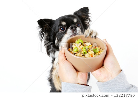 等待自製食物的黑色吉娃娃 122217780