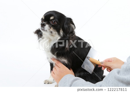 A black Chihuahua being brushed by its owner 122217811