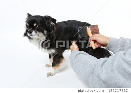 A black Chihuahua being brushed by its owner 122217812